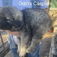 Odin's Caspian, a male Sarplaninac for sale in Terlton, OK – Photo 4 of 5