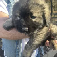 Odin's Caesar, a male Sarplaninac for sale in Terlton, OK – Photo 1 of 6