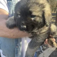 Odin's Caesar, a male Sarplaninac for sale in Terlton, OK – Photo 2 of 6