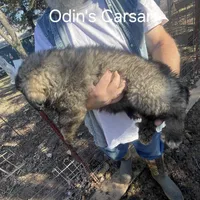 Odin's Caesar, a male Sarplaninac for sale in Terlton, OK – Photo 3 of 6