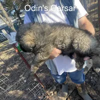 Odin's Caesar, a male Sarplaninac for sale in Terlton, OK – Photo 5 of 6