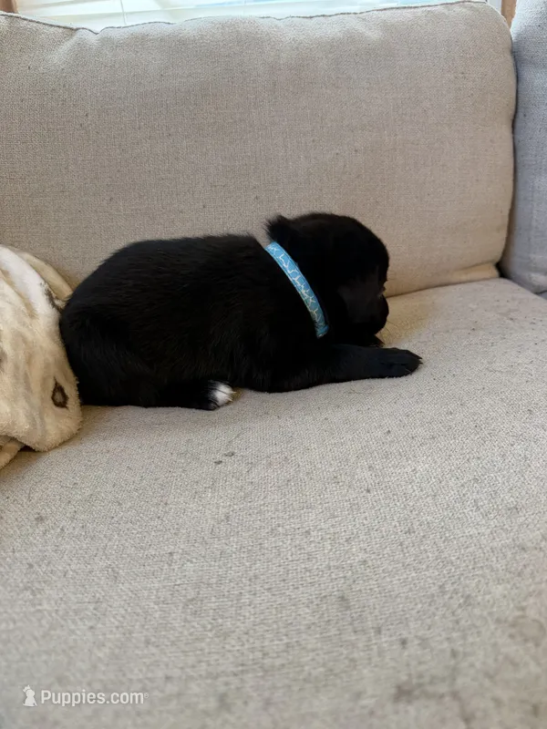 Blue female – Siberian Husky, Labrador Retriever puppy for sale in Trafalgar, IN