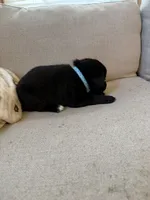 Blue female, a female Siberian Husky and Labrador Retriever for sale in Trafalgar, IN – 1 of 2