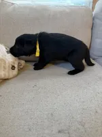 Yellow Female, a female Siberian Husky and Labrador Retriever for sale in Trafalgar, IN – 2 of 2