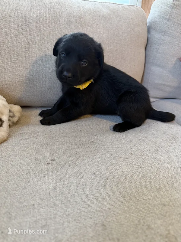 Yellow Female – Siberian Husky, Labrador Retriever puppy for sale in Trafalgar, IN