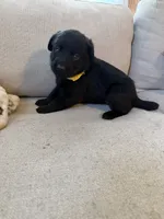 Yellow Female, a female Siberian Husky and Labrador Retriever for sale in Trafalgar, IN – 1 of 2