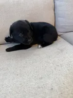 Blue female, a female Siberian Husky and Labrador Retriever for sale in Trafalgar, IN – 2 of 2