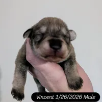 Vincent, a male Miniature Schnauzer for sale in Meadowbrook, AL – Photo 2 of 4