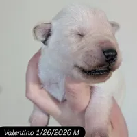 Valentino, a male Miniature Schnauzer for sale in Meadowbrook, AL – Photo 2 of 7