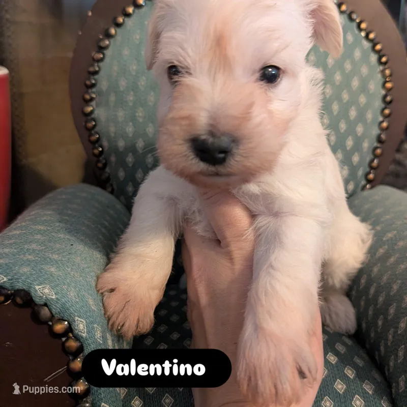 Valentino – Miniature Schnauzer puppy for sale in Meadowbrook, AL