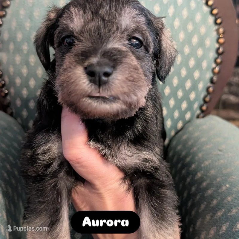 Aurora  – Miniature Schnauzer puppy for sale in Meadowbrook, AL