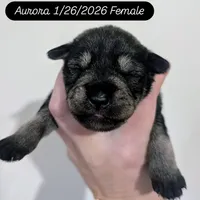 Aurora , a female Miniature Schnauzer for sale in Meadowbrook, AL – Photo 2 of 4