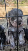 Benjamin , a male Miniature Schnauzer for sale in Meadowbrook, AL – Photo 3 of 3