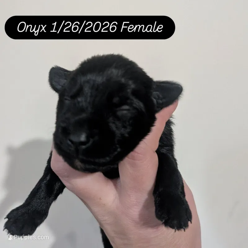 Onyx – Miniature Schnauzer puppy for sale in Meadowbrook, AL