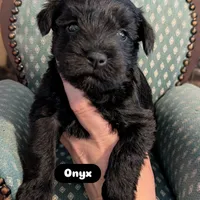 Onyx, a female Miniature Schnauzer for sale in Meadowbrook, AL – Photo 2 of 4