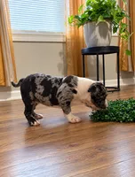 Major , a male American Bully for sale in Atlanta, GA – 2 of 2