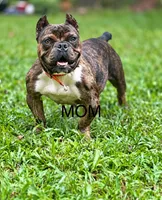 Scarlett , a female American Bully for sale in Atlanta, GA – 2 of 3