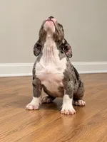 Olivia , a female American Bully for sale in Atlanta, GA – 2 of 3