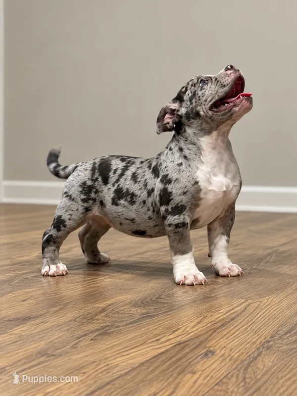 Olivia  – American Bully puppy for sale in Atlanta, GA