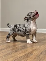Olivia , a female American Bully for sale in Atlanta, GA – 1 of 3
