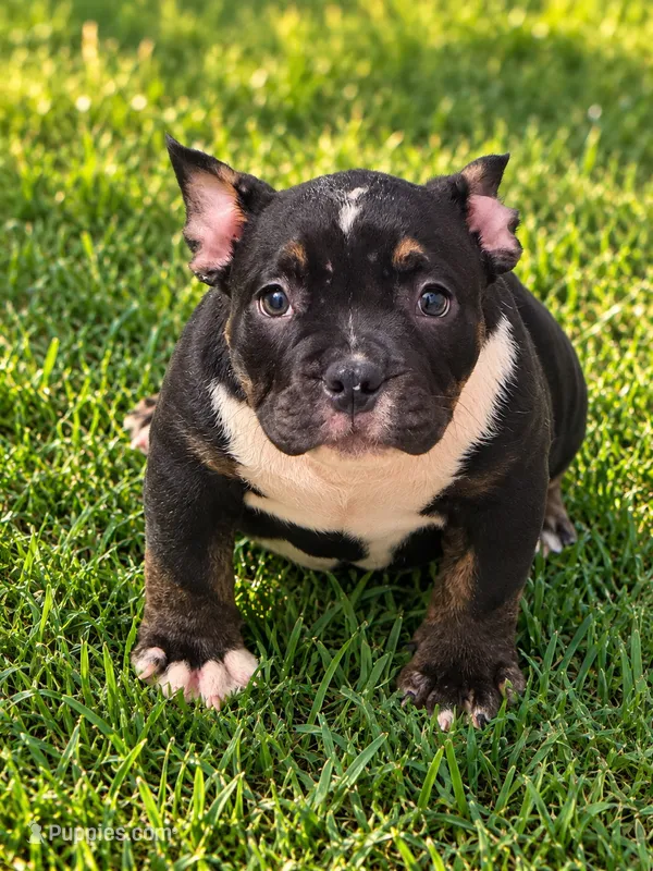 Scarlett  – American Bully puppy for sale in Dallas, GA