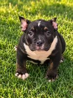 Scarlett , a female American Bully for sale in Atlanta, GA – 1 of 3
