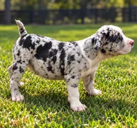 Moon , a female American Bully for sale in Atlanta, GA – 2 of 4
