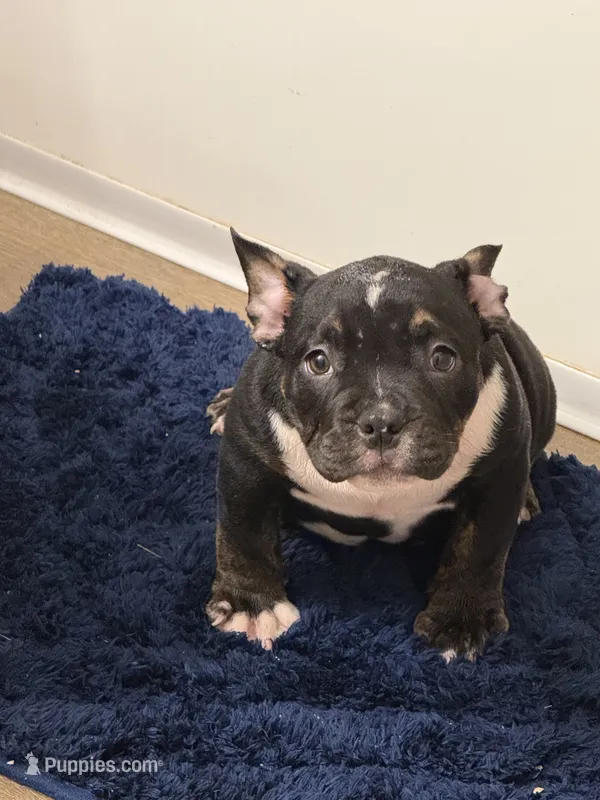 Scarlett  – American Bully puppy for sale in Dallas, GA