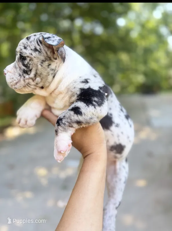 Moon  – American Bully puppy for sale in Dallas, GA