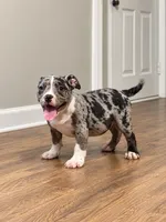 Olivia , a female American Bully for sale in Atlanta, GA – 3 of 3