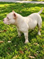 Moon , a female American Bully for sale in Atlanta, GA – 4 of 4