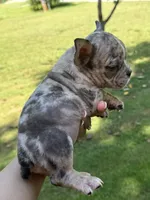 Tater Tot , a female American Bully for sale in Dallas, GA – 1 of 1