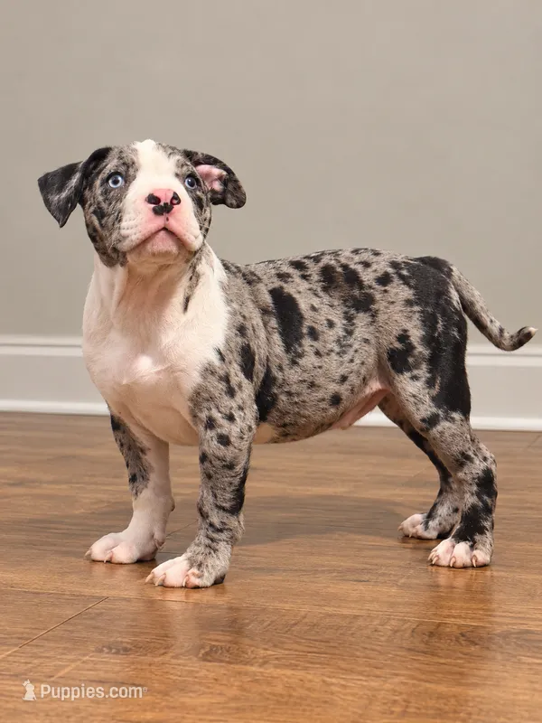 Major  – American Bully puppy for sale in Atlanta, GA