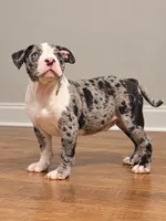 Major , a male American Bully for sale in Atlanta, GA – 1 of 2