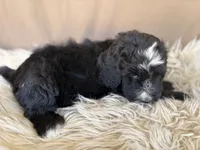 Grey Collar Boy, a male Bernedoodle for sale in Norco, CA – 5 of 6