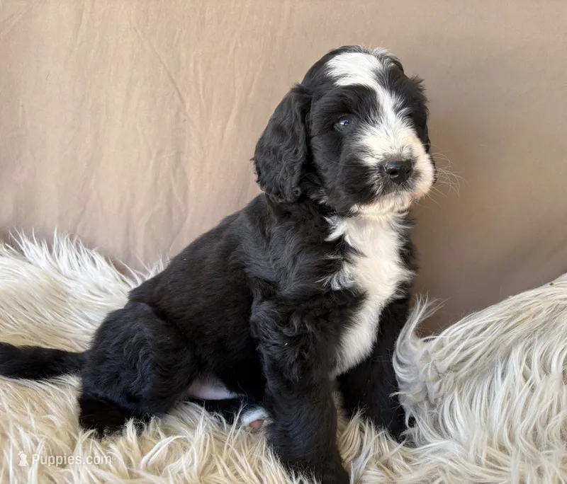 Green Collar Boy, a male Bernedoodle for sale in Norco, CA – 1 of 9