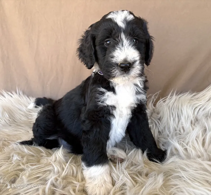 Purple Collar Girl – Bernedoodle puppy for sale in Norco, CA