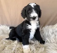 Purple Collar Girl, a female Bernedoodle for sale in Norco, CA – 1 of 6