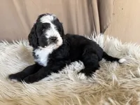 Green Collar Boy, a male Bernedoodle for sale in Norco, CA – 9 of 9