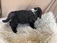 Green Collar Boy, a male Bernedoodle for sale in Norco, CA – 6 of 9