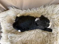 Dark Blue Collar Girl, a female Bernedoodle for sale in Norco, CA – 5 of 5