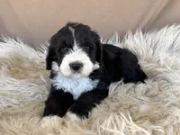 Dark Blue Collar Girl, a female Bernedoodle for sale in Norco, CA – 1 of 5