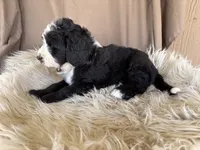Green Collar Boy, a male Bernedoodle for sale in Norco, CA – 7 of 9