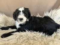 Red Collar Girl, a female Bernedoodle for sale in Norco, CA – 3 of 5