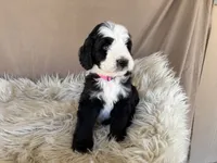 Pink Collar Girl, a female Bernedoodle for sale in Norco, CA – 2 of 6