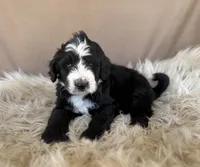Orange Collar Boy, a male Bernedoodle for sale in Norco, CA – 2 of 5