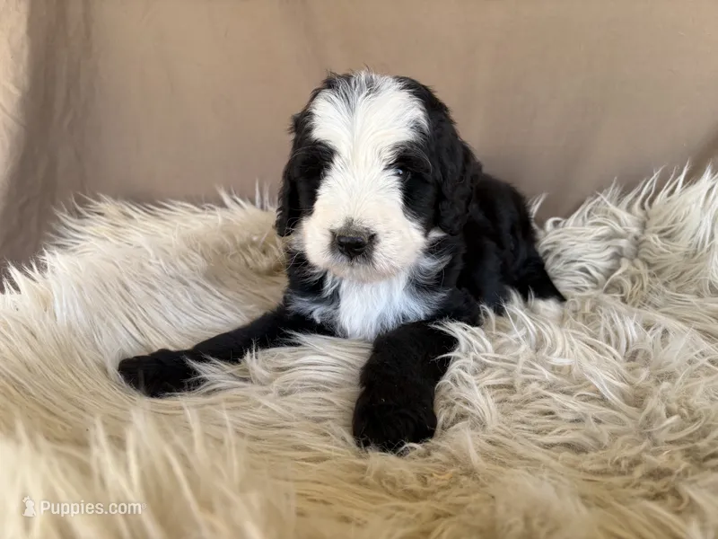 Pink Collar Girl – Bernedoodle puppy for sale in Norco, CA