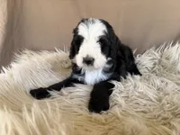 Pink Collar Girl, a female Bernedoodle for sale in Norco, CA – 1 of 6