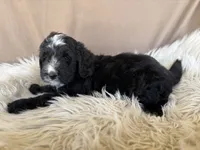 Grey Collar Boy, a male Bernedoodle for sale in Norco, CA – 4 of 6