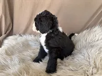 Green Collar Boy, a male Bernedoodle for sale in Norco, CA – 8 of 9
